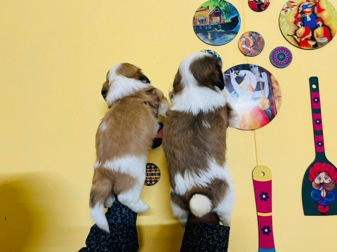 Lhasapso Puppies